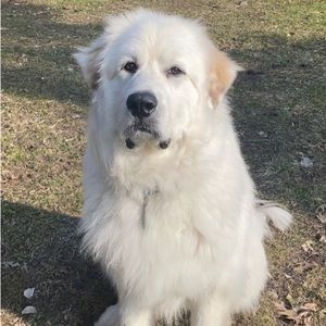 Meet your Posher, Amelia